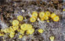 Suillus luteus