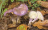 Chondrostereum purpureum