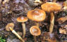 Cortinarius mucifluus