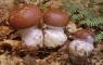 Chondrostereum purpureum