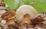 Gyroporus castaneus.jpg