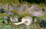 Suillus luteus