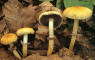 Lentinus cyathiformis
