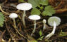 Lentinus cyathiformis