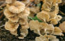 Cortinarius mucifluus
