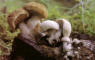 Nyctalis lycoperdoides.jpg