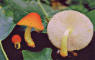 Lentinus cyathiformis