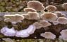 Lentinus cyathiformis