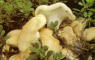 Suillus luteus