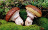 Suillus luteus