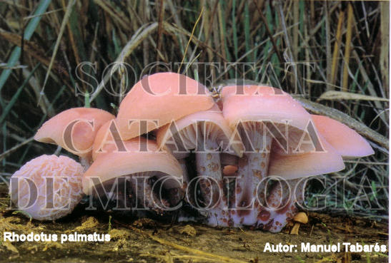 Rhodotus palmatus.jpg