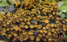Pholiota lucifera