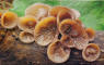 Auricularia auricula-judae