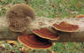 Geastrum schmidelii
