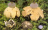 Geastrum schmidelii