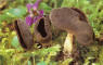 Auricularia auricula-judae