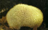Geastrum schmidelii