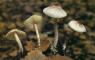 Marasmius rotula