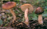 Marasmius rotula