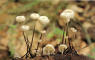 Marasmius rotula