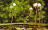 Pholiota lucifera