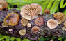 Pholiota lucifera