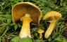 Geastrum schmidelii