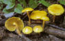 Pholiota lucifera