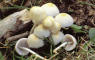 Pholiota lucifera