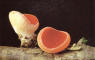 Marasmius rotula